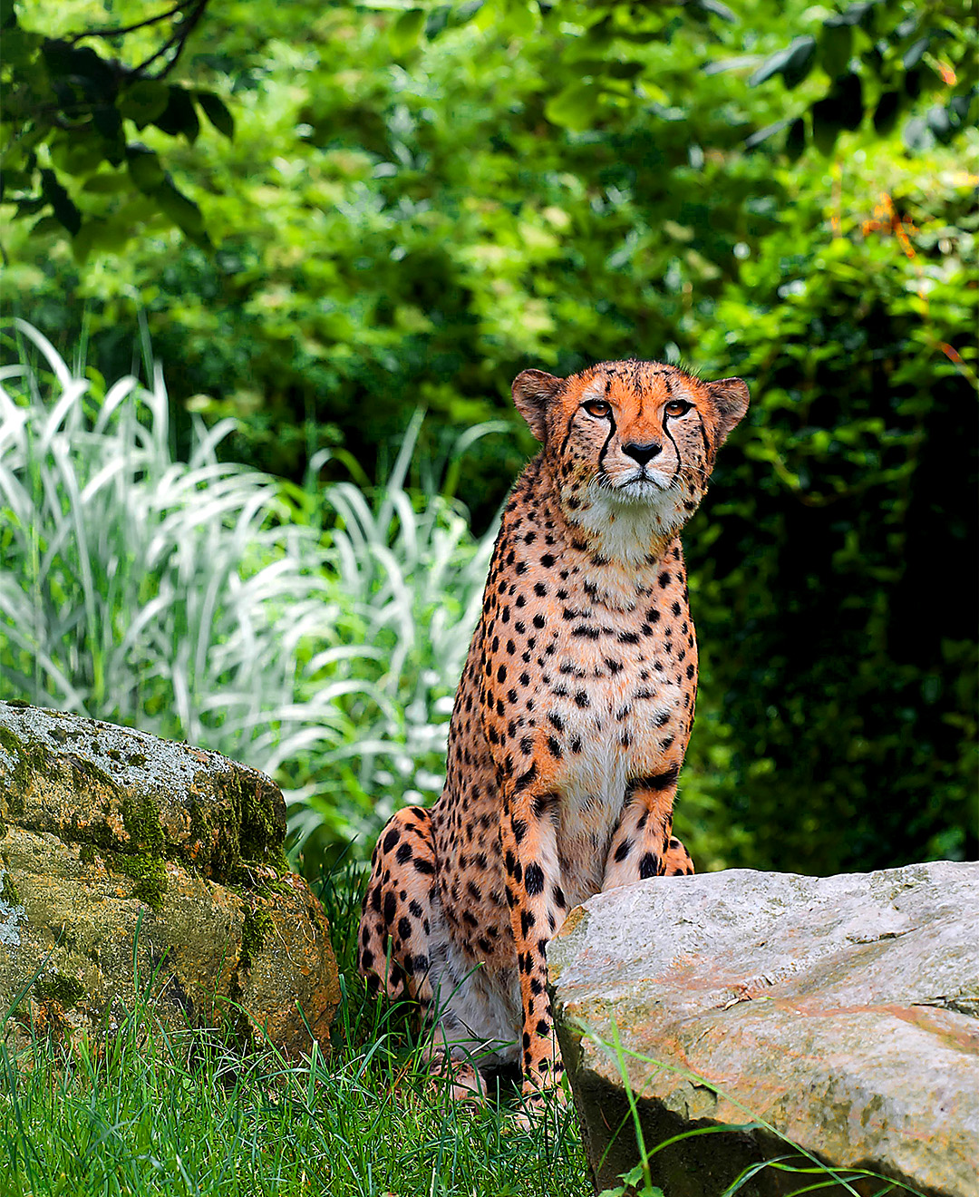 Image hover effect image